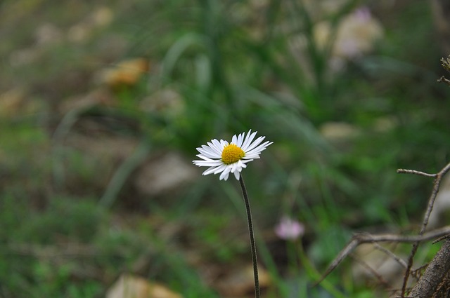 Blomst, Smukke Blomster, Tusindfryd