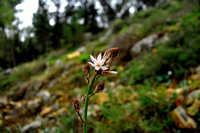 Blomst, Natur, Blomst Tapet