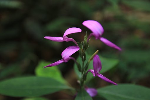 Blomst, Blomst Tapet, Blomst Baggrund