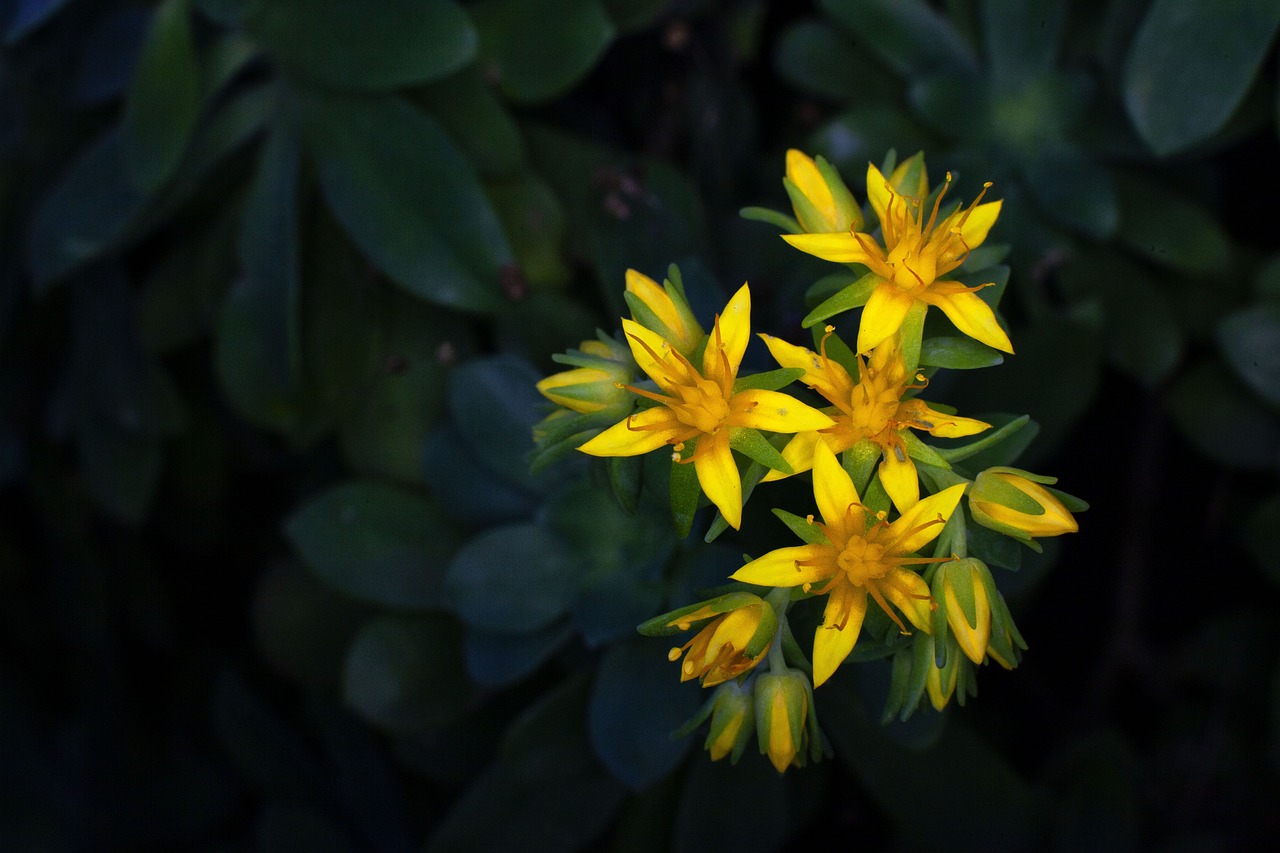 Macro Flower Garden - Free photo on Pixabay