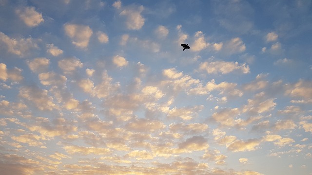 Free Sky Eagle photo and picture