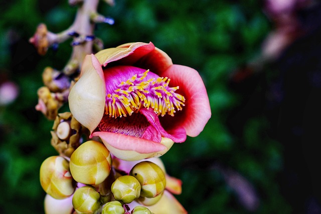 Sala, Blume, Couroupita Guianensis