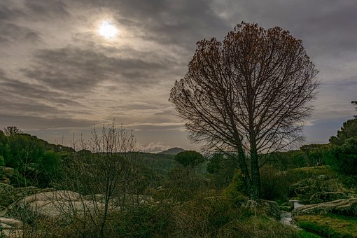 Træ, Skat, Natur, Sol, Skyer, Landskab