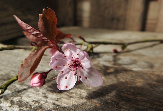 Free Blossom Bloom photo and picture