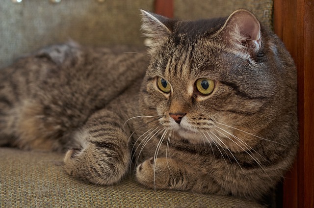 Free Cat Pet photo and picture