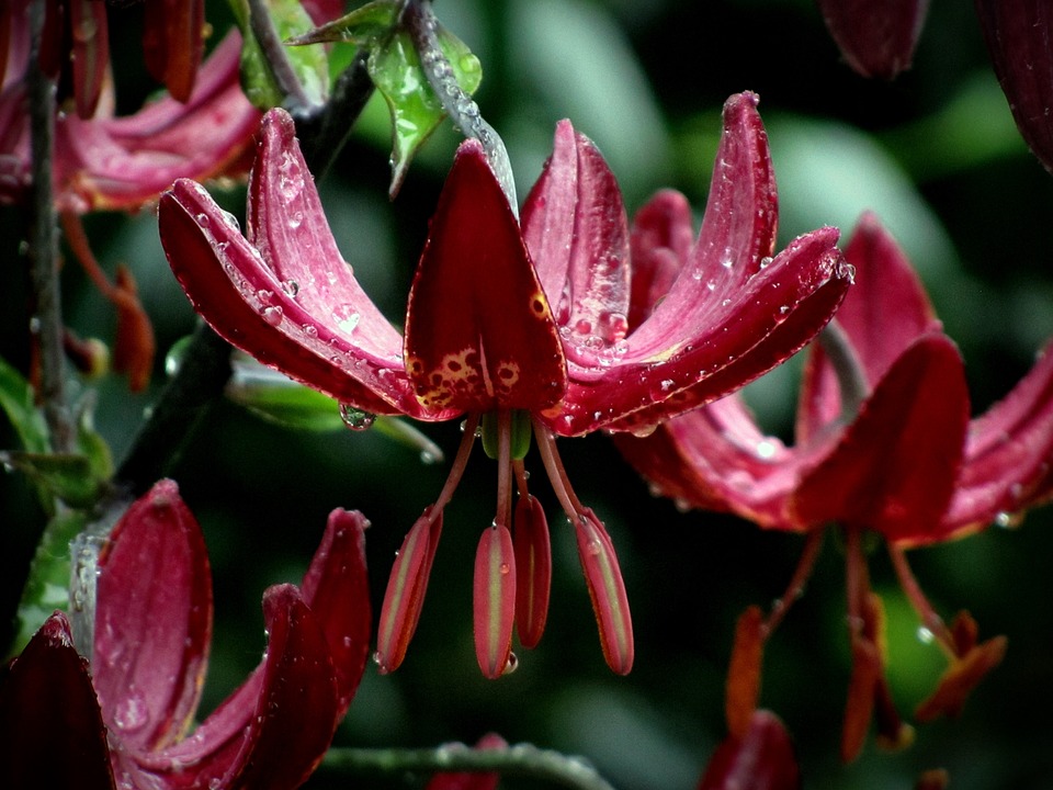 Bunga Bakung Bloom - Foto gratis di Pixabay - Pixabay