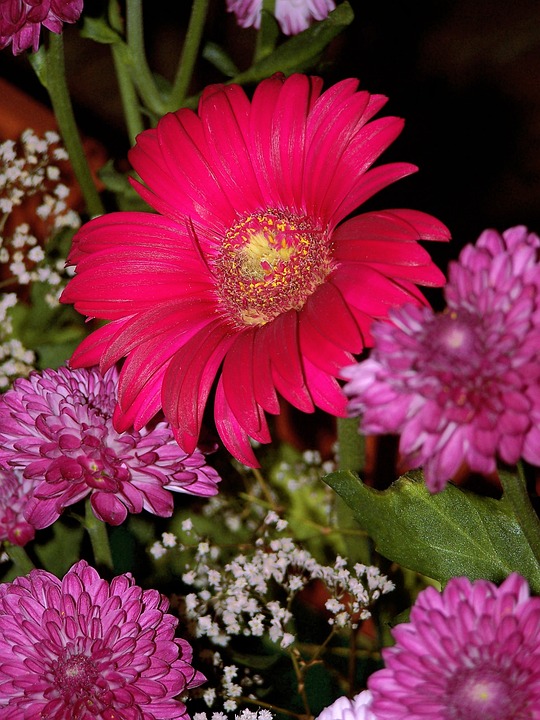 非洲菊 花 红色 - Pixabay上的免费照片 - Pixabay