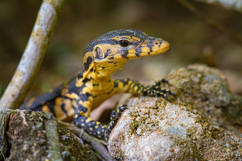 Asian Water Monitor Cruel Spotted Free Photo On Pixabay Pixabay asian-water-monitor-cruel-spotted-free-photo-on-pixabay-pixabay