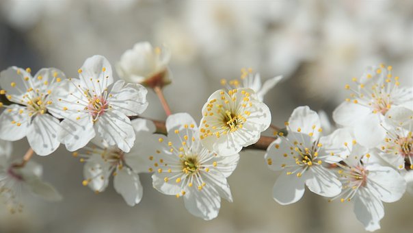 회생시 이사선임가능한가요2