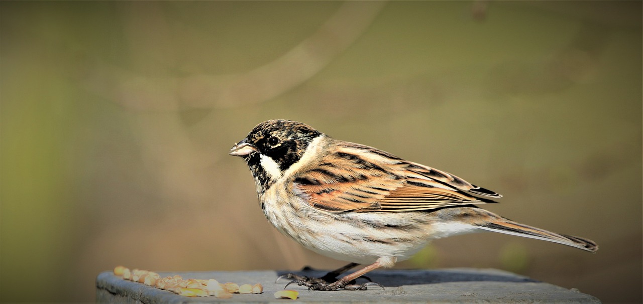 Bird Bunting Reed - Free photo on Pixabay