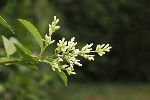 Blume, Pflanze, Grün, Natur, Blüte
