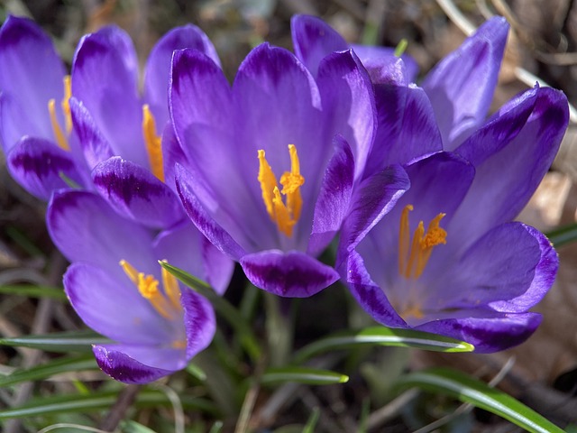 Makrofotografie, Makro, Blüte, Natur