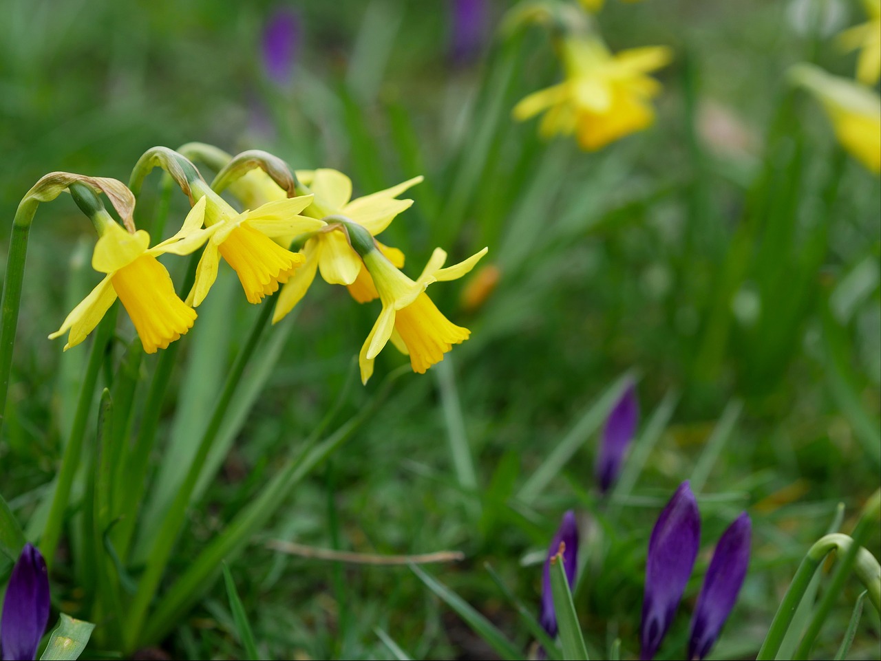 Daffodils Crocus Spring Meadow Free photo on Pixabay