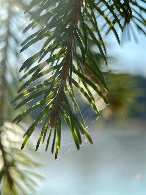 Tanne, Sonne, Wald, Natur, Landschaft
