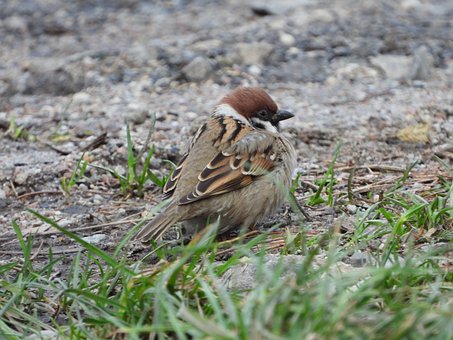 Spatz, Vogel, Kleiner Vogel, Park, Natur