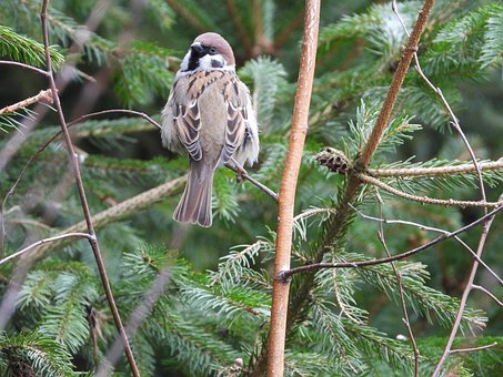 Spatz, Kleiner Vogel, Birdy, Park