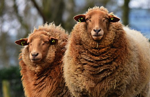 Sheep, Animal, Mammal, Ruminant