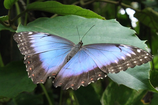 Free Butterfly Nature photo and picture