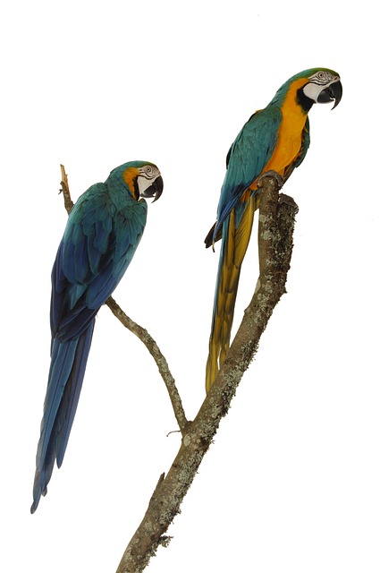 Pássaro, Azul E Amarelo, Papagaio, Ara