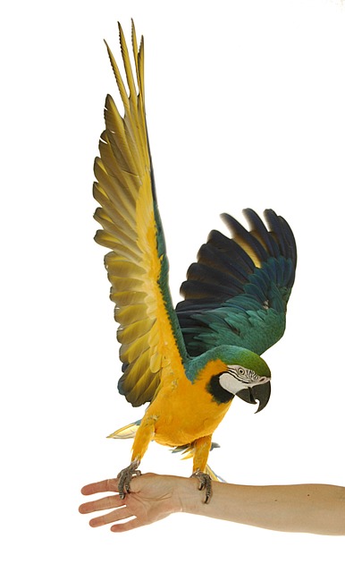 Ara, Papagaio, Azul E Amarelo, Plumagem