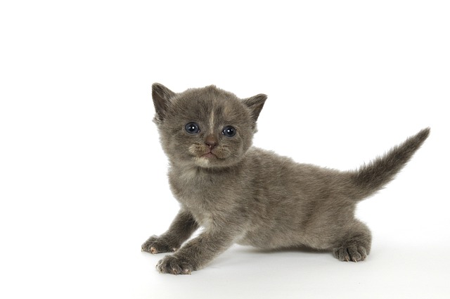 Gatinho, Pequeno, Bonito, Animais