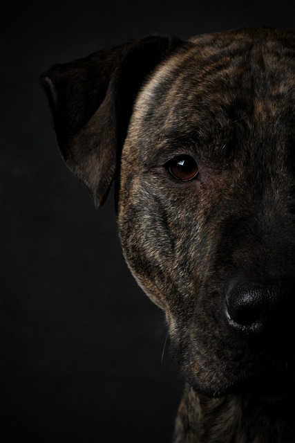 Pittbull, Animal, Bicho De Estimação