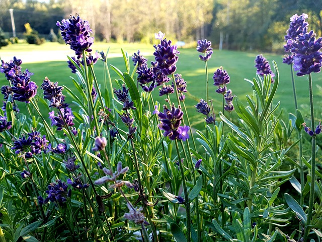 Download free HD stock image of Lavender Nature Free Lavender Nature photo and picture