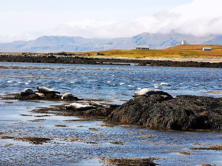 Free Seals Iceland photo and picture