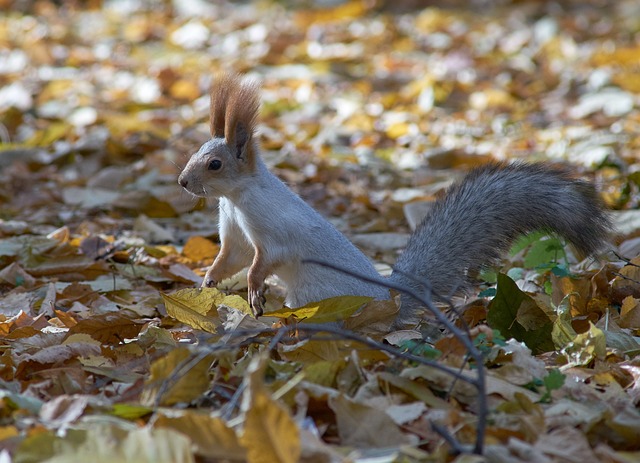 Free Squirrel Animals photo and picture