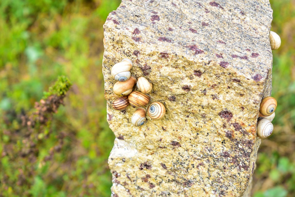 Snail Shell Rock Nature Snails Shell - Free photo on Pixabay - Pixabay