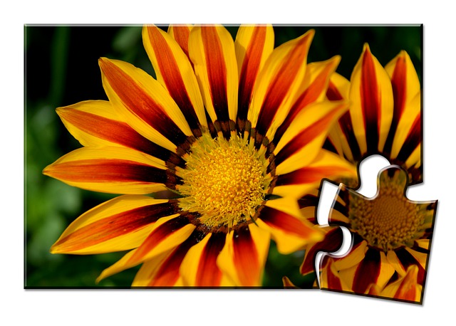 Free midday flower blossom bloom illustration