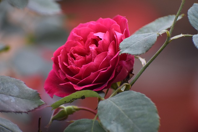 Free Rose Flower Wallpaper photo and picture