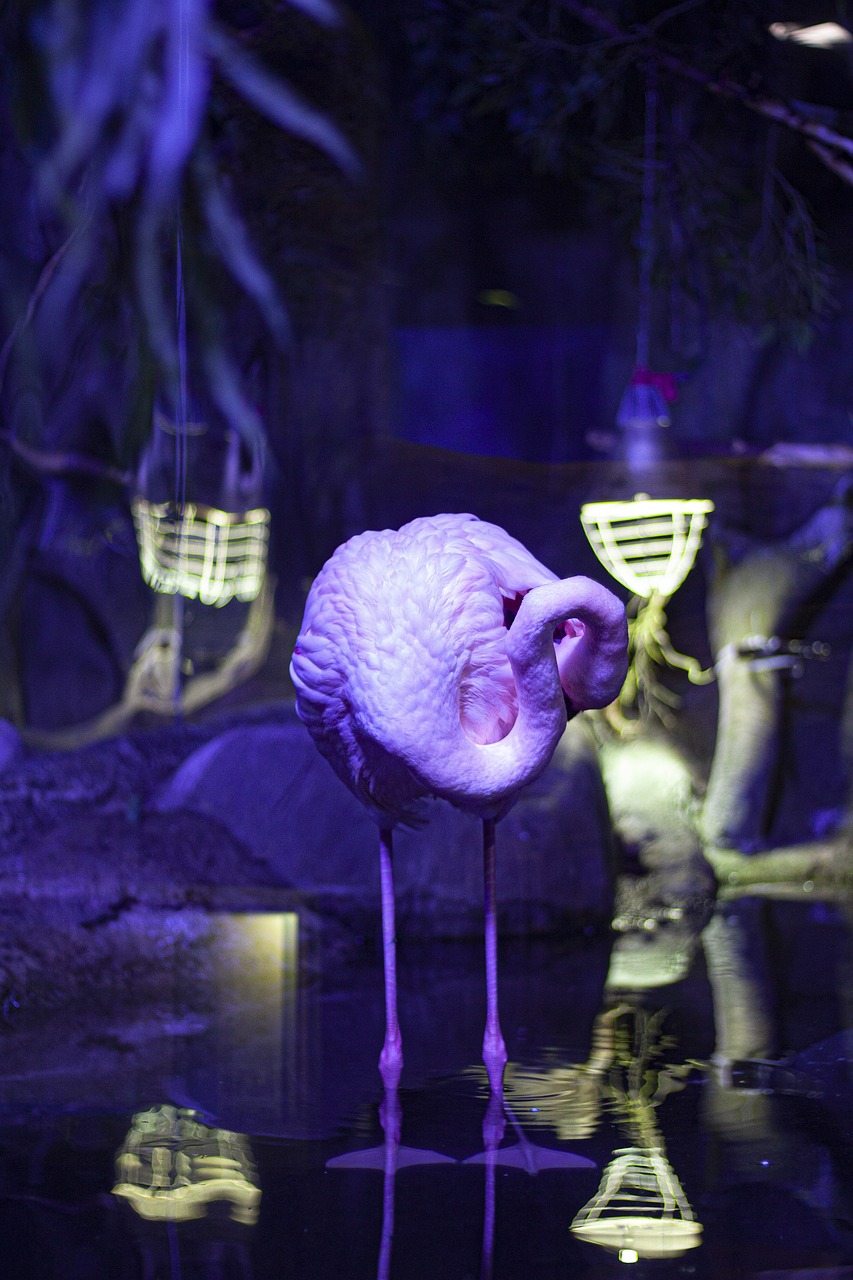 flamingo-4896538_1280.jpg