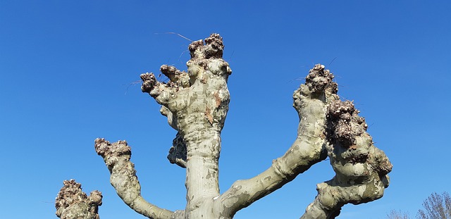 Free Tree Sky photo and picture