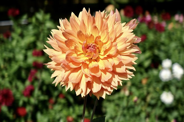 Natur, Flora, Schöne Blumen, Garten