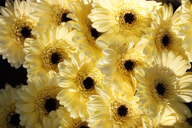 Free Flower Flower Wallpaper photo and picture
