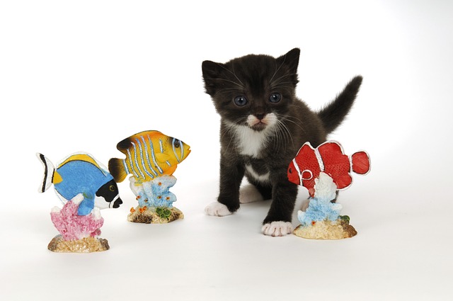 Gato, Gatinho, Bonito, Preto E Branco