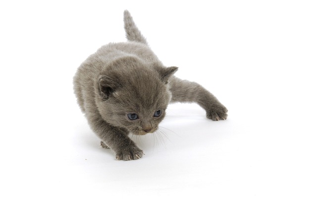 Bonito, Gatinho, Caçando, Ir, Kissekatt