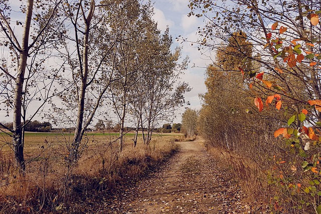 Herbst, Weg, Bäume, Natur, Landschaft