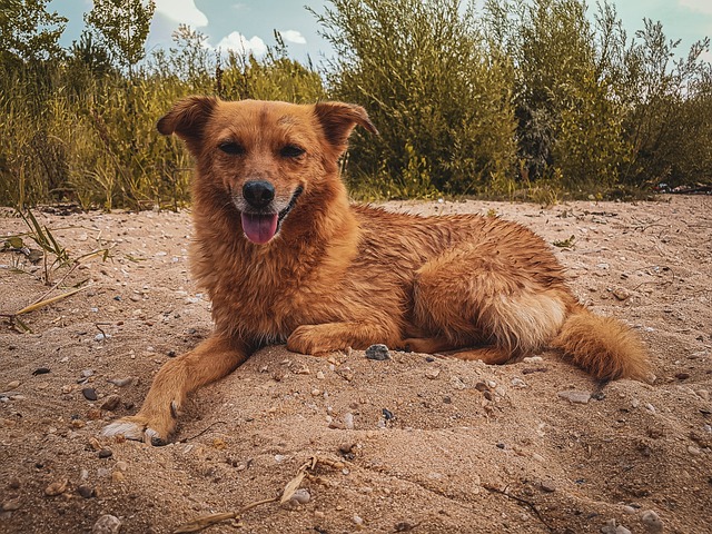 Hund, Strand, See, Sommer, Niedlich
