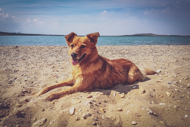 Hund, Strand, Natur, See, Sommer, Tier