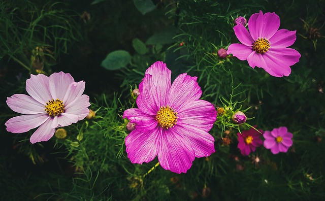 Garten, Blumen, Natur, Schöne Blumen