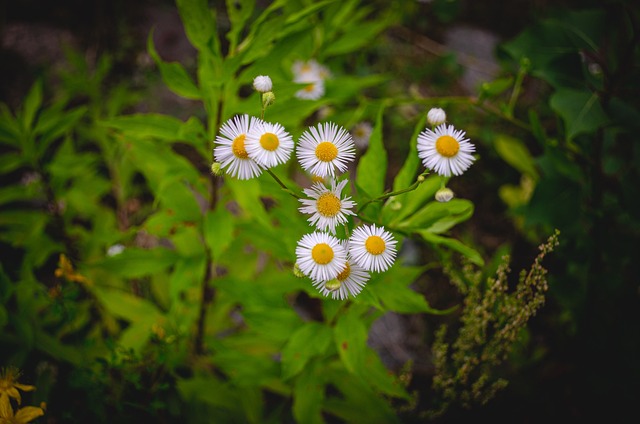 Pflanze, Natur, Schöne Blumen