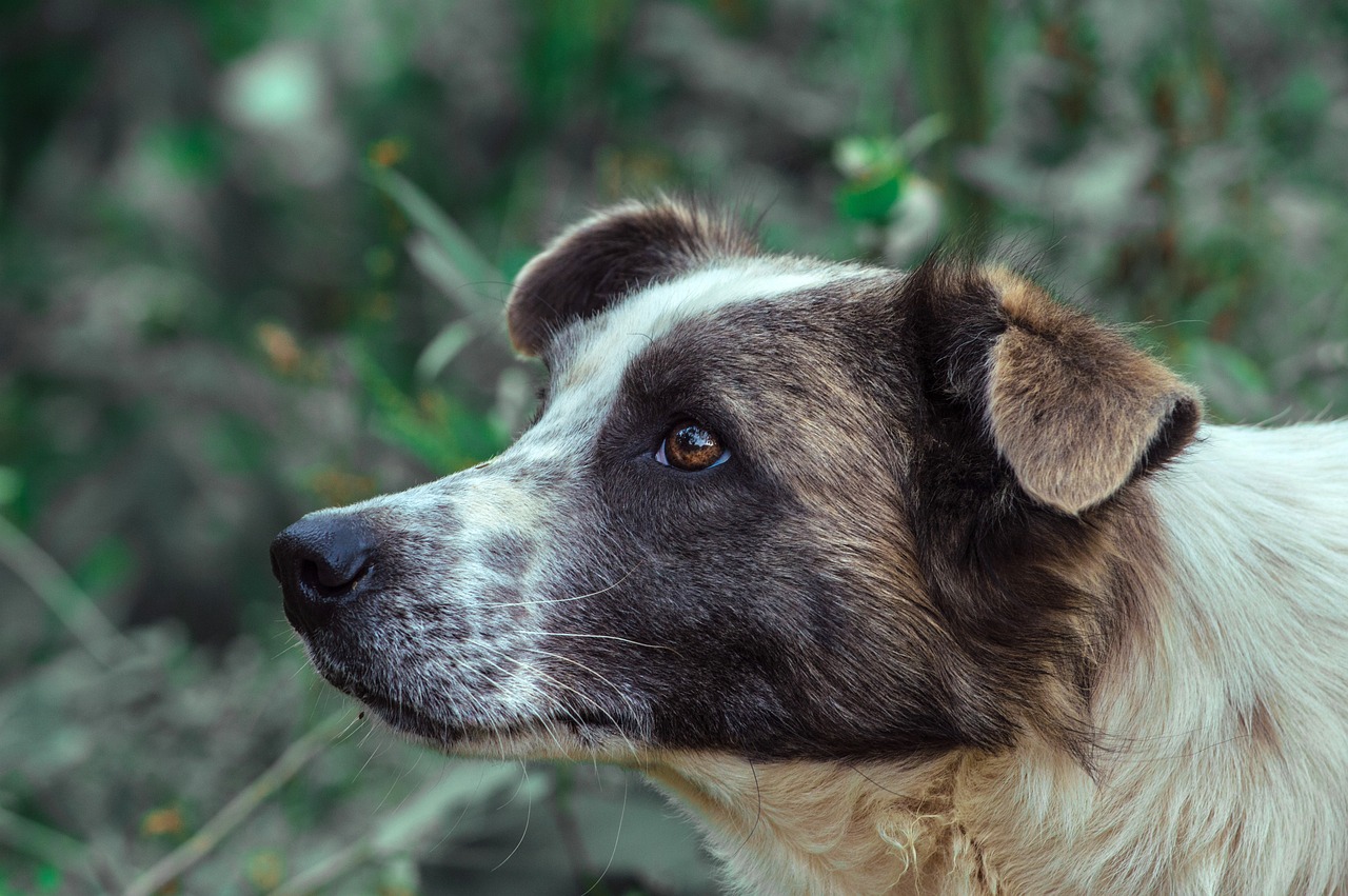 Dog - free online jigsaw puzzle photo