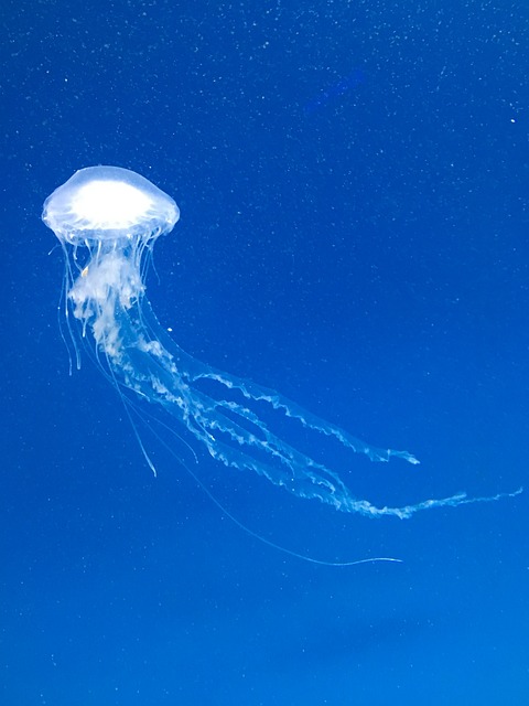 Free Jellyfish Fish photo and picture