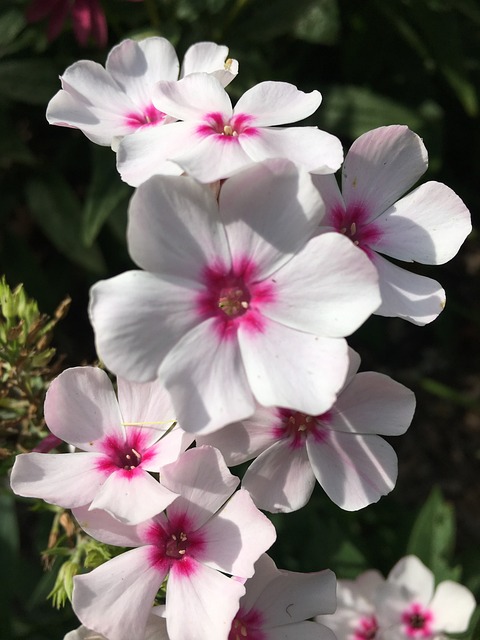 Free Pink Phlox photo and picture