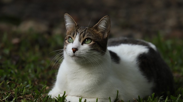 Free Cat Nature photo and picture