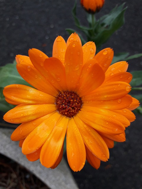 Free Flowers Nature photo and picture