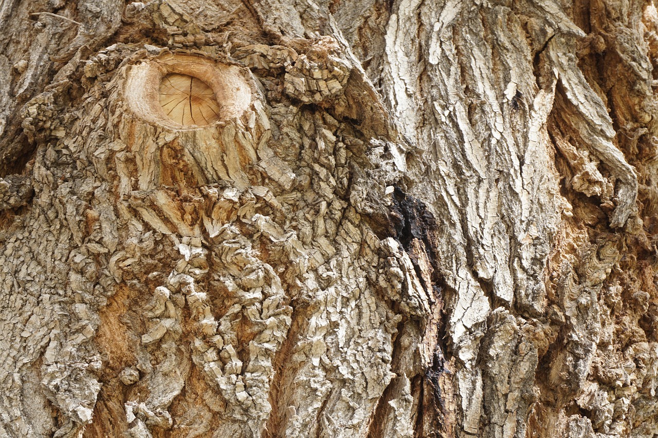 Bark Träd Natur - Gratis foto på Pixabay - Pixabay