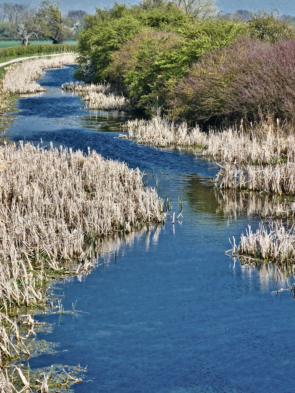 River With Reeds Nature Reeds Water - Free photo on Pixabay - Pixabay